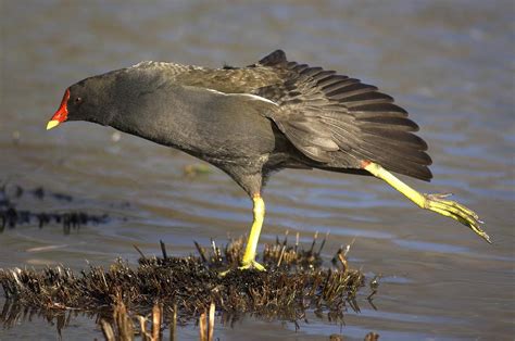 Common Moorhen Photograph by Colin Varndell - Fine Art America