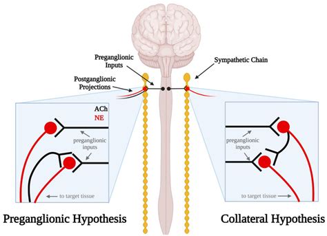 Schematic diagram illustrating the errant preganglionic fiber and ...