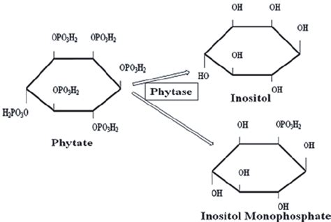 1 Phytic acid hydrolysis by phytase enzyme | Download Scientific Diagram