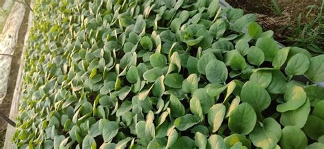 Brinjal Seedlings Plant at Rs 50/piece | Brinjal Seedlings in Hosur ...