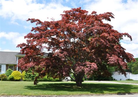 American Red Maple Trees for Sale - Trees.com