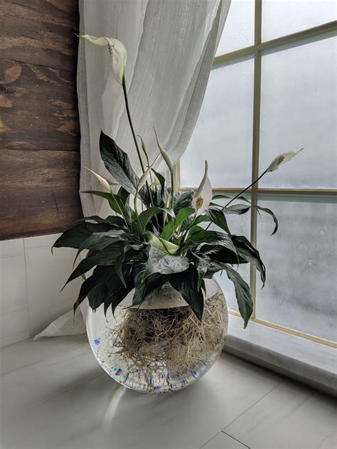 9 Plants You Can Grow in Water—No Soil Necessary | Plants in jars ...