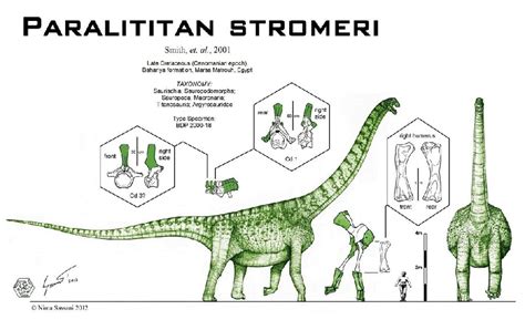 Paralititan Pictures & Facts - The Dinosaur Database