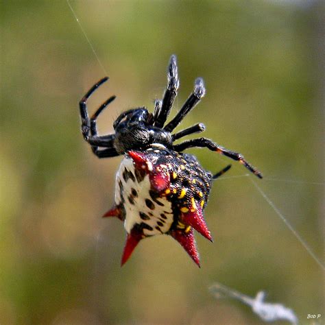 Real Monstrosities: Crab-like Spiny Orbweaver