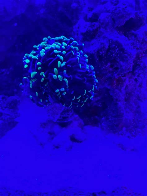 Branching Hammer Coral Growth Rate | REEF2REEF Saltwater and Reef ...