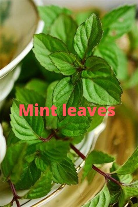 Mint leaves of many diseases are mint leaves - Reliable platform for ...