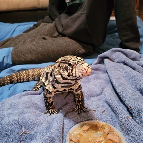 Regulation would ban Argentine black and white tegu lizards in South ...