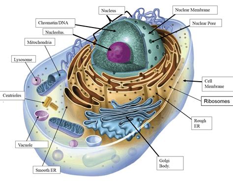 Parts Of An Animal Cell Diagram