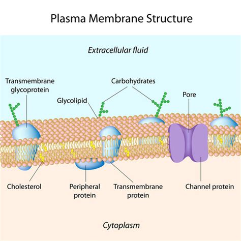 Cell Transport - Advanced ( Read ) | Biology | CK-12 Foundation