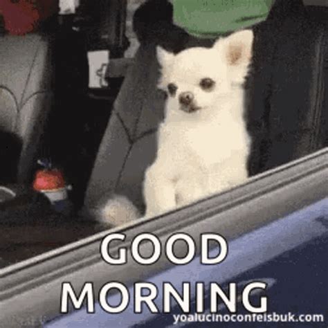 Good Morning GIFs