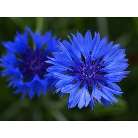 Seeds & Seed Bombs Home & Living Blue Cornflower Seeds 50 Seeds ...