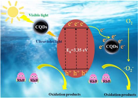 Photocatalytic degradation mechanism scheme of CQDs/BiOCl | Download ...