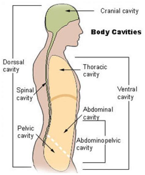 Body Cavity Diagram Labeled Diagram Media | Images and Photos finder