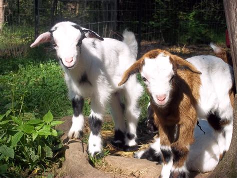 About Fainting Goats - Furry Tail Farm-Registered MSFGA Mini Silky ...