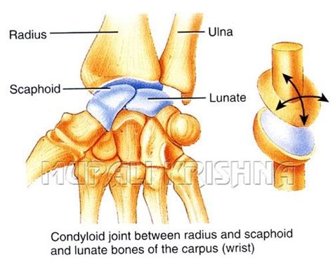 Croteau blog: condyloid joint