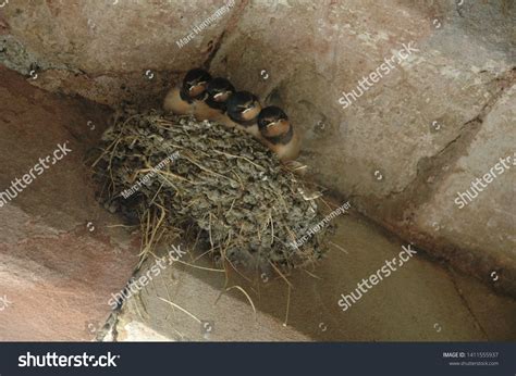 2,821 Swift nest Images, Stock Photos & Vectors | Shutterstock