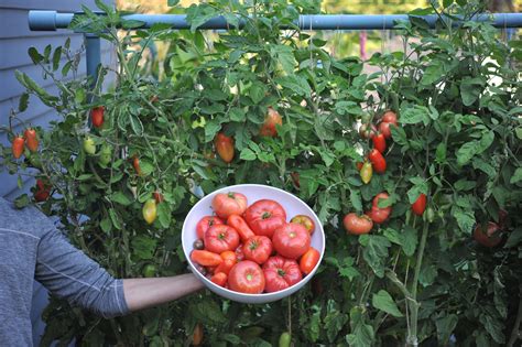 Mastering the Art of Tomato Gardening | Tips and Tricks