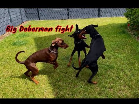 Big Doberman fight - YouTube