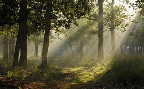 photography, Landscape, Forest, Trees, Sun Rays, Plants Wallpapers HD ...