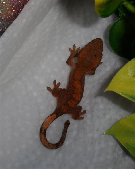 'Fire' Crested Gecko 2 by HKGecko on DeviantArt