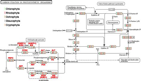 Genes identified for coding enzymes in CO2 fixation pathways in algal ...