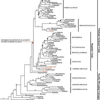 Updated phylogeny of Caryophyllales, modifi ed from Brockington et al ...