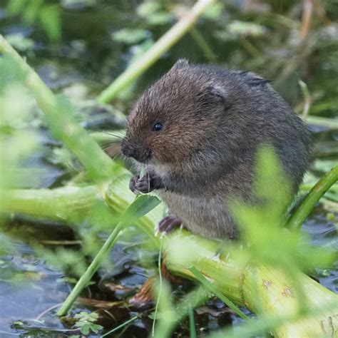 European Water Vole (Lancashire Key Species - Mammals) · iNaturalist