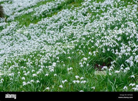 Snowdrops at Benington Lordship gardens Stock Photo - Alamy