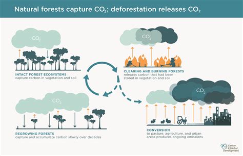 La forêt : un puit de carbone - La Maison de la Forêt