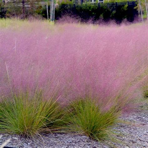 10 Seeds-Muhlenbergia Reverchonii Rose Muhly Hardy Ornamental | Etsy