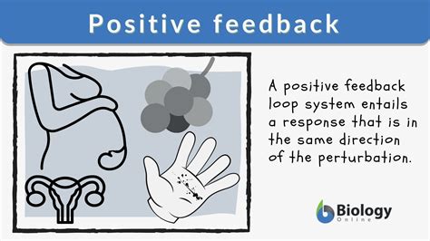 Feedback Loop Examples