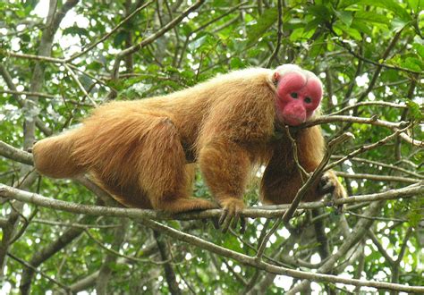 Ovaltes: Red Uakari Monkey Habitat and Populations