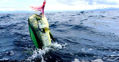 Discover the Largest Mahi Mahi Ever Caught in Washington - A-Z Animals