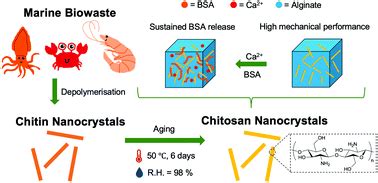 Chitosan nanocrystals synthesis via aging and application towards ...