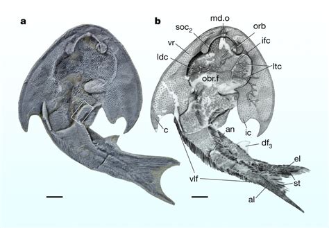 Ordovician Jawless Fish Fossil