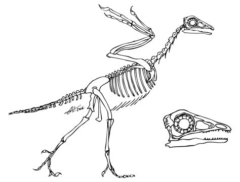 Archaeopteryx skeleton by zakafreakarama on DeviantArt