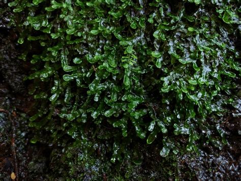 3 Complex Thallus Liverworts Royalty-Free Photos and Stock Images ...