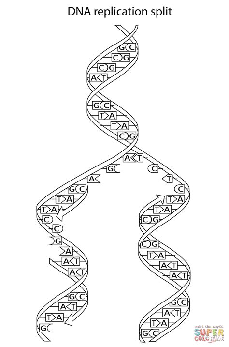 Dna Replication Split Coloring Page Free Printable — db-excel.com