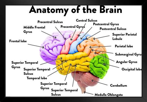 Labeled Brain Anatomy Diagram