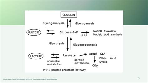 Pathway Of Carbohydrate Metabolism