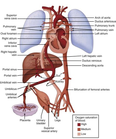 Fetal Circulation Pathway List