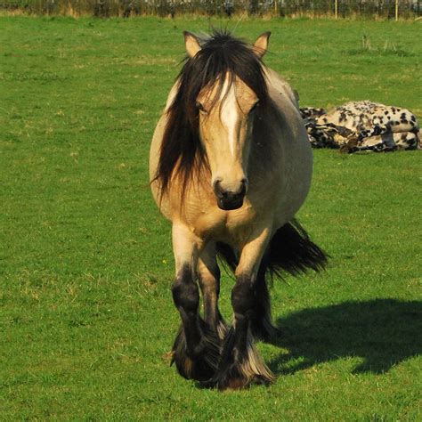 Buckskin gypsy cob mare : r/Horses