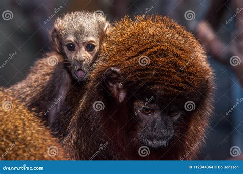 A Red Titi Monkey Baby on Its Mothers Back Stock Photo - Image of ...