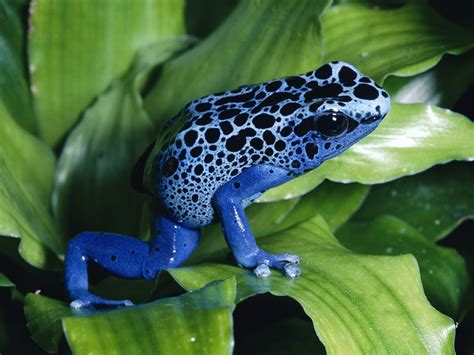 blue poison dart frog - Tree Frogs Fan Art (11755728) - Fanpop