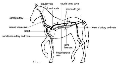 A view of the major parts of blood circulation in a horse. | Horse ...