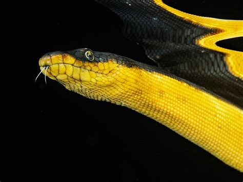 Yellow-bellied Sea Snake – "OCEAN TREASURES" Memorial Library