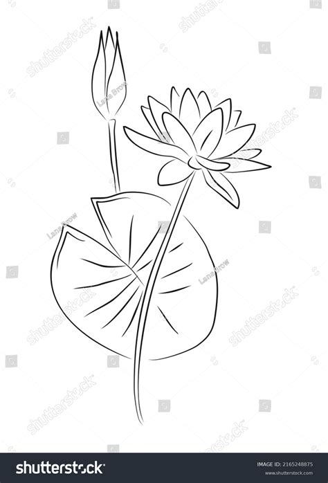 25,202 Water Lilies Drawing Images, Stock Photos, 3D objects, & Vectors ...