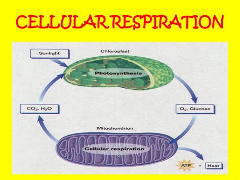 Cellular Respiration Process In Plants