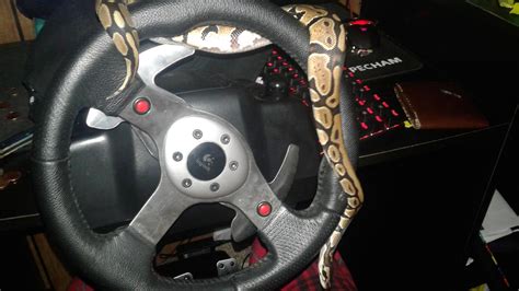 Sneko does a vroom : r/reptiles