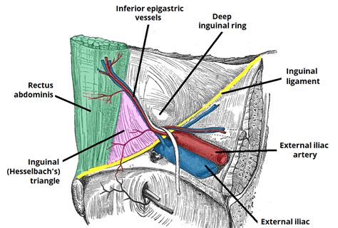 Anatomy Of Male Groin Area - Groin Strain: Symptoms, Treatment, And ...